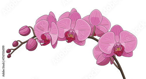 A delicate branch of pink orchids with unopened buds and fully bloomed flowers on a white background.