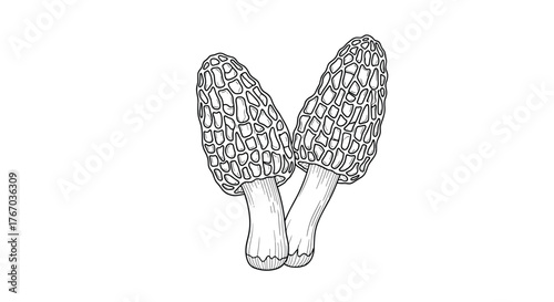 Line drawing illustration of two morel mushrooms with textured caps and stems on a white background.