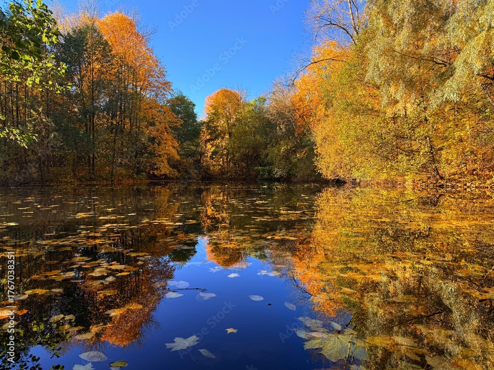 Obraz premium colorful autumn trees reflection on the lake surface, golden fall in the park