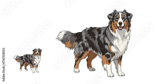 A large and a small Australian Shepherd dog stand side-by-side, showcasing their distinctive blue merle coats and friendly expressions.