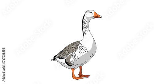 A domestic goose with white and grey plumage stands upright, displaying its characteristic orange beak and webbed feet.