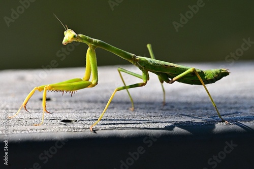Praying Mantis walks along a wooden railing