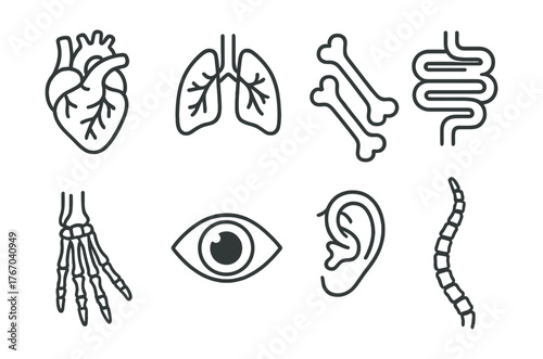 Line style icons of animal anatomy: heart, lungs, bones, digestive system, paw skeleton, eye, ear canal, tail bones. No text, No
