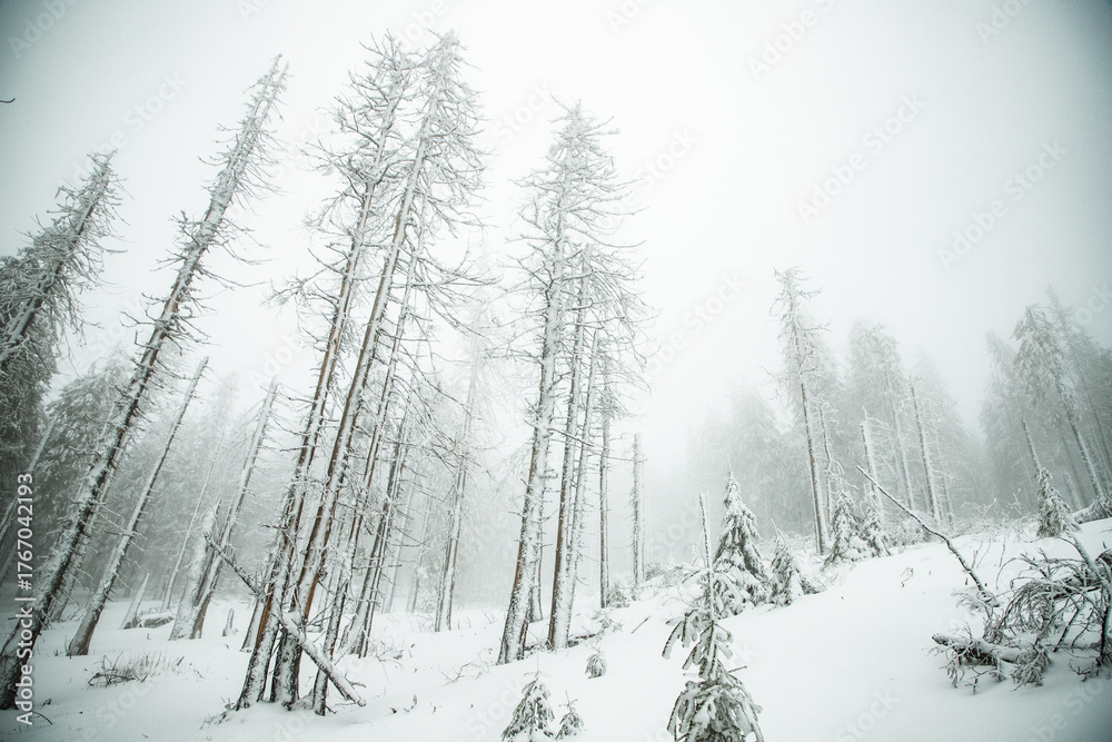 Naklejka premium winter wonderland with snowy fir trees in the mountains