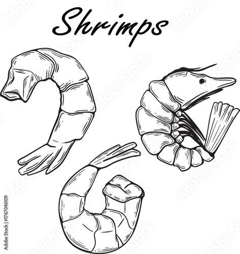 Shrimp isolated line art style. Shrimp doodle. Vector 