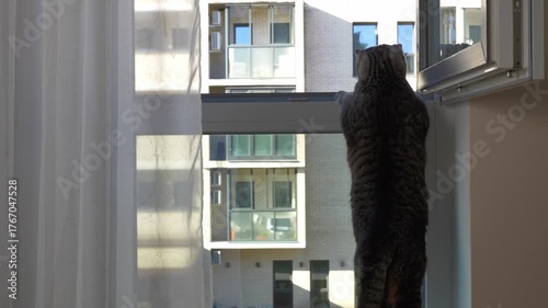 A curious cat stood on its hind legs and leaned out the open window. Domestic сat in the window.