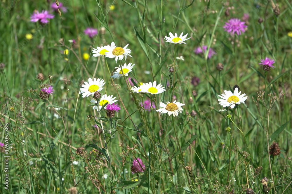 Fototapeta premium Blumenwiese in den Bergen