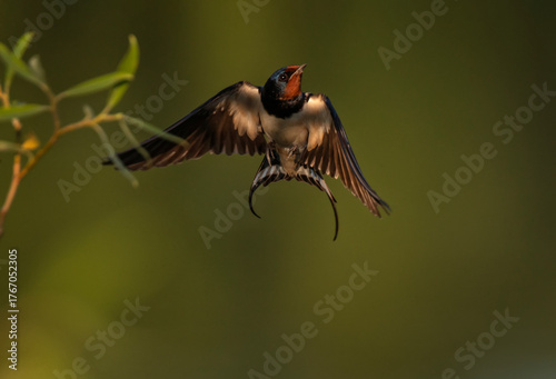 barn swallow bird flying with spread wings and feathers