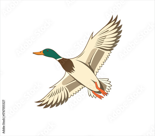Illustration of a mallard duck in flight, showcasing its wingspan and aerodynamic form
