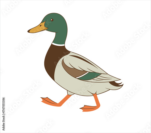 Illustration of a mallard duck walking, showcasing its distinctive plumage and features