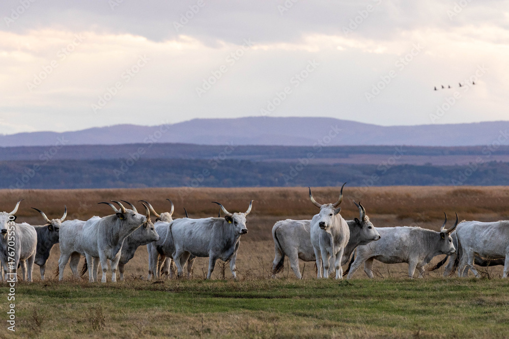 Fototapeta premium Steppenrind im Nationalpark Neusiedler See