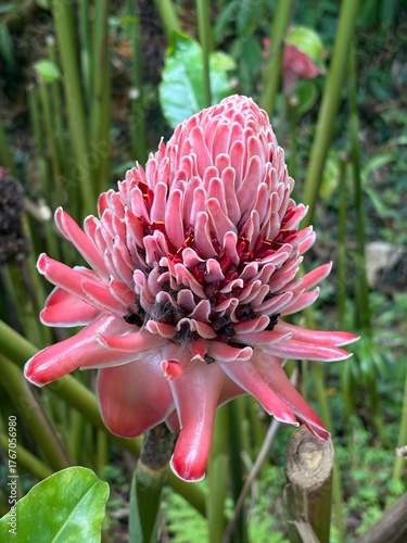Fototapeta pink and yellow flower