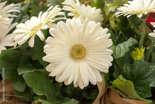 White gerbera flowers grow in pots