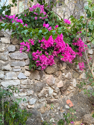 Bougainvillea Adorned Red Door of an Old Datca House , Aegean Architecture