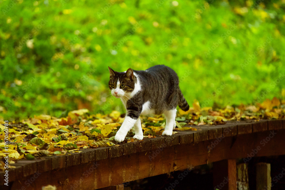 Fototapeta premium A tabby cat walking along a wooden garden path covered with autumn leaves