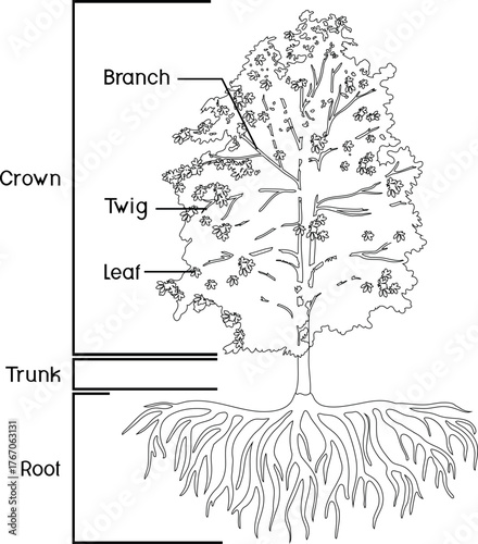 Coloring page with parts of plant. Morphology of tree with green crown, root system and titles