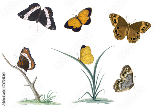 Collection of hand drawn butterflies lithograph style