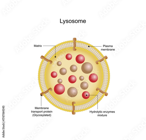 Anatomical structure of Lysosome: Hydrolytic enzymes, Membrane and transport proteins. Enzymes are used to break down and digest food particles, worn-out cell parts and engulfed viruses or bacteria.	
