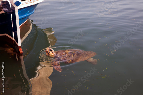 Kefalonia - Greece - August 15, 2025: Argostoli harbor,, Kefalonia,  Greece.