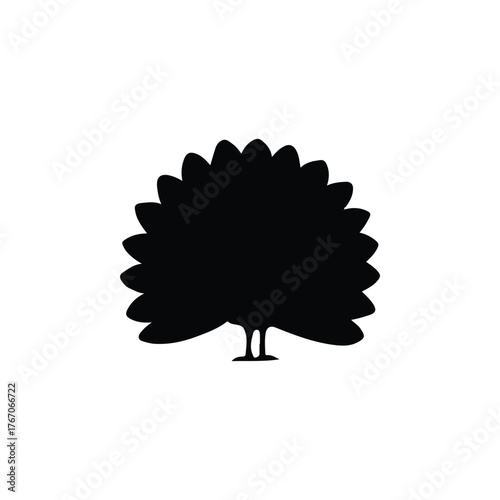 pigeon isolated on white background