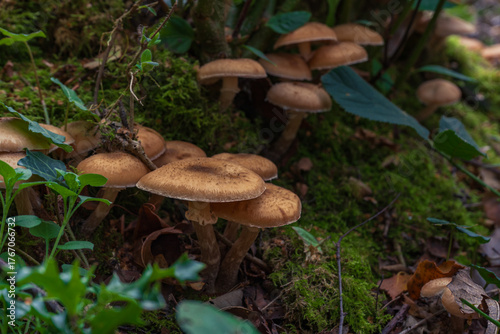 Mushrooms growing on a mossy forest floor. 