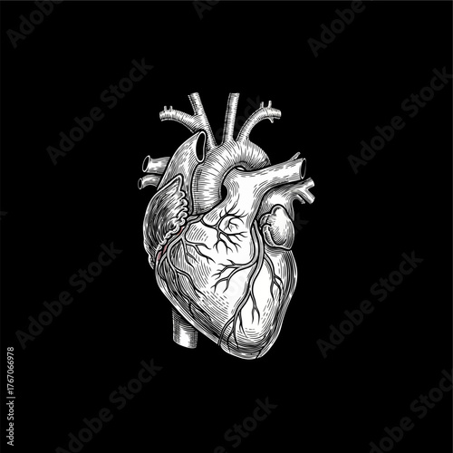 Organ Systems in the Human Body: Types, Parts, and Functions
