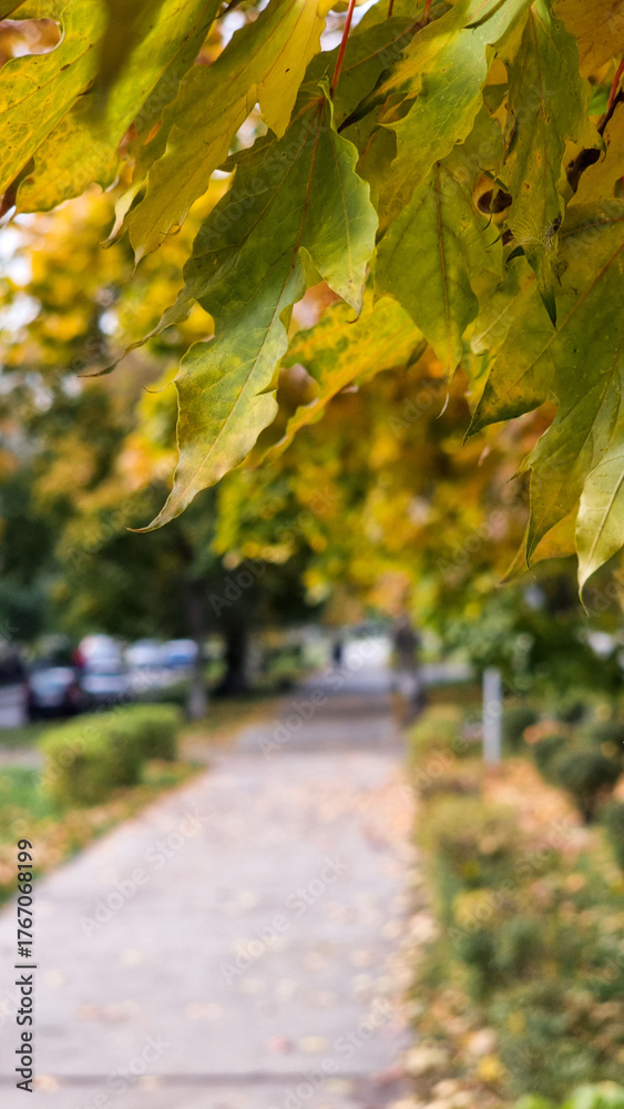 Naklejka premium autumn in the park