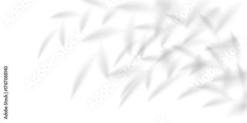 Bamboo leaf blur shadow, gobo bg overlay. Plant cast shade on light room wall. Tropic delicate branch, transparent summer png. 3d natural interior, sunlight silhouette texture, floral bokeh effect