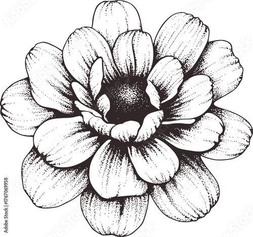 Black white stippled flower illustration black and white stippling