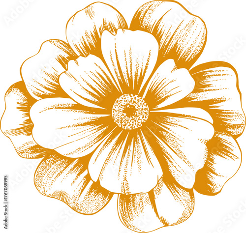 Golden stippled flower illustration botanical