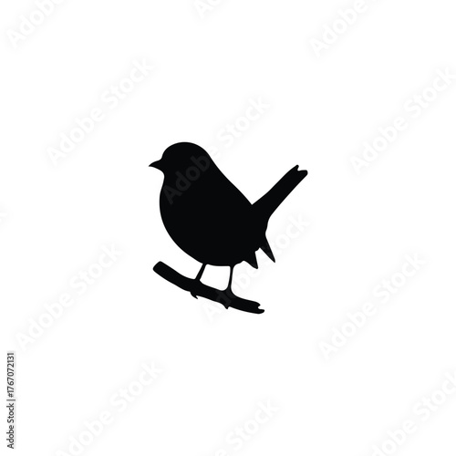 blackbird isolated on white background