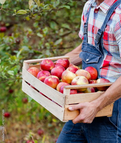 Close-up farmer worker holding apple while picking fresh ripe fruit in orchard during autumn harvest. Harvest time.