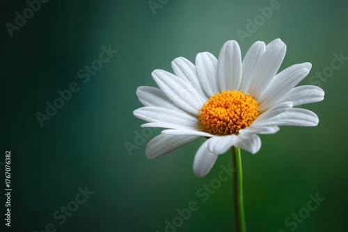 Fleur Des Champs: Beautiful Daisy Blossoms with Vibrant Stems and Pollen Flourishing in Spring Flora