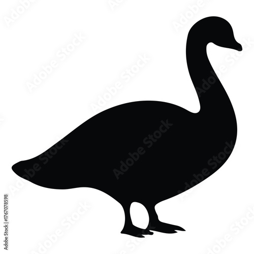 black swan vector illustration