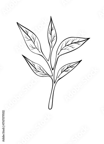 Leaves on a branch as a design element. Line art. Digital Vector illustration. Hand drawn pattern. Ink drawing. Isolated on white background. 