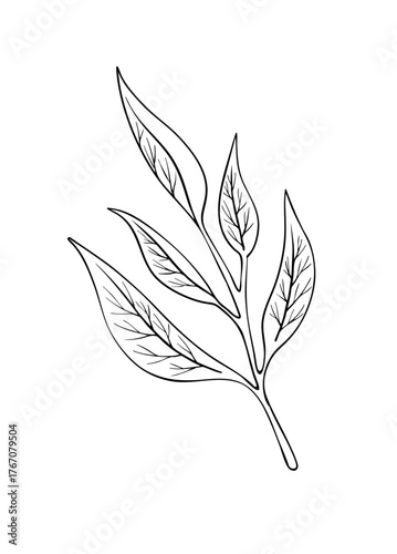 Leaves on a branch as a design element. Line art. Digital Vector illustration. Hand drawn pattern. Ink drawing. Isolated on white background. 