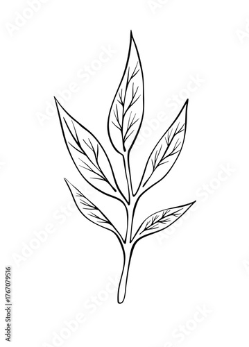 Leaves on a branch as a design element. Line art. Digital Vector illustration. Hand drawn pattern. Ink drawing. Isolated on white background. 