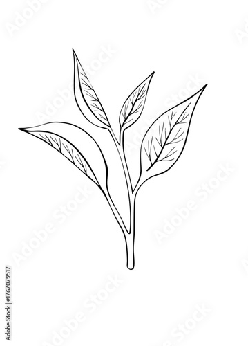 Leaves on a branch as a design element. Line art. Digital Vector illustration. Hand drawn pattern. Ink drawing. Isolated on white background. 