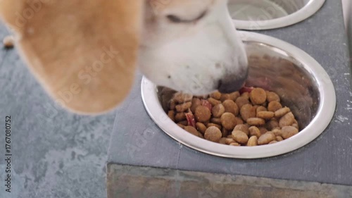 Close-up focus on a Beagle dog eating kibble from one metal bowl, with the Maltipoo puppy's head visible eating from an adjacent bowl. Sharing mealtime and pets.
