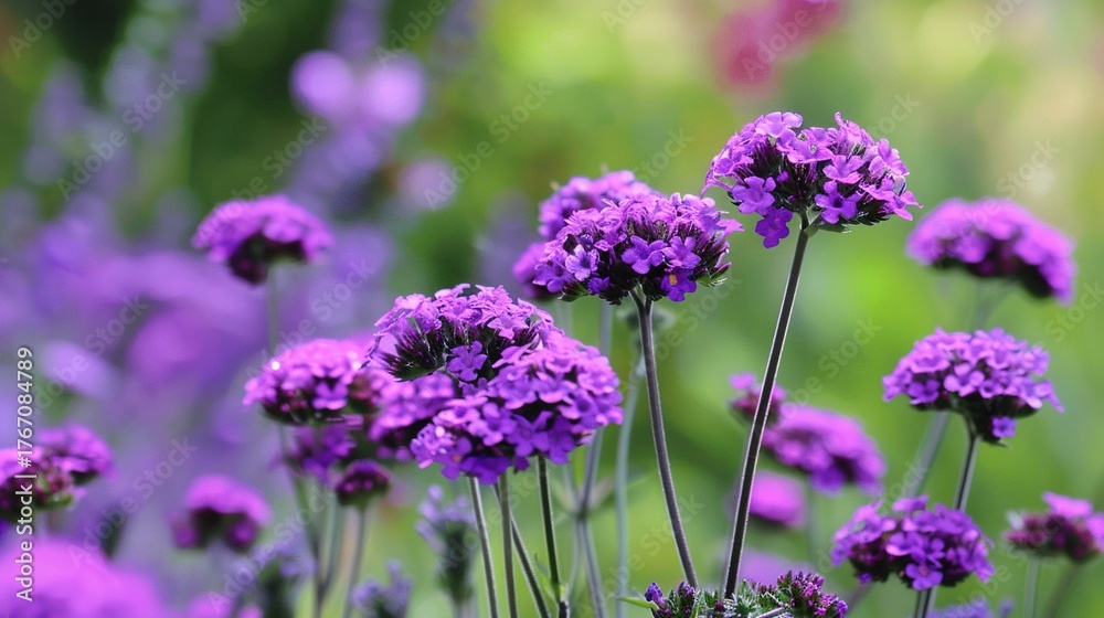 Obraz premium Vibrant colorful flower blooming brightly in a sunny garden, with soft green leaves surrounding its delicate petals. Fresh flower standing tall among grass, showcasing natural beauty, freshness