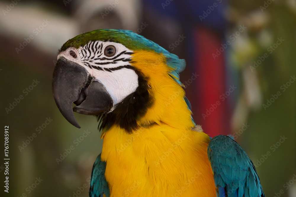 Obraz premium blue and yellow macaw