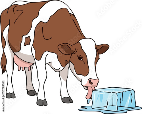 Brown cow licking ice block in winter concept  
