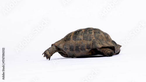 Video of a Greek tortoise (Testudo hermanni) slowly walking across a white studio background. The clean, minimalistic scene emphasizes its textured shell, gentle movement, and natural behavior, repres