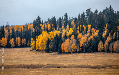 Fall colors at Kaibab National Forest, Arizona