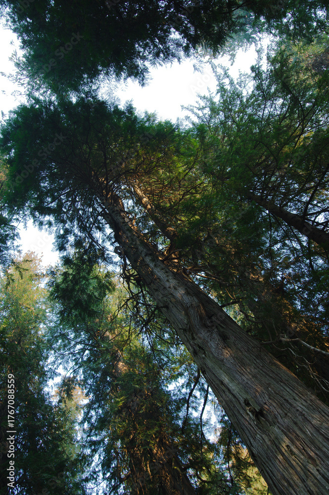 Fototapeta premium Tall Pine Trees Reach Toward The Bright Blue Sky In A Tranquil Forest Scene Today. Evergreen stretch upward beneath a clear blue sky with white clouds, creating a serene outdoor forest landscape that 