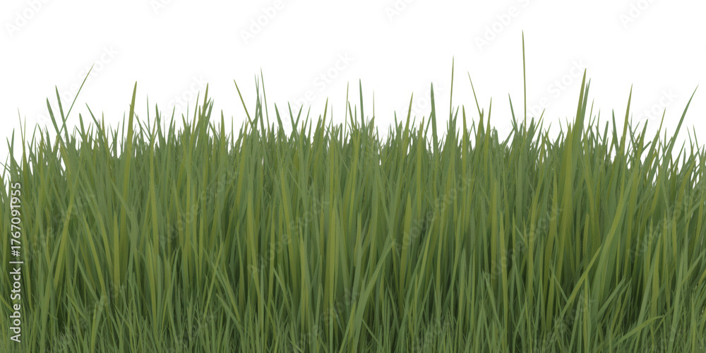 Fototapeta premium Vibrant, lush green grass blades create a fresh, natural border perfect for spring and summer themes