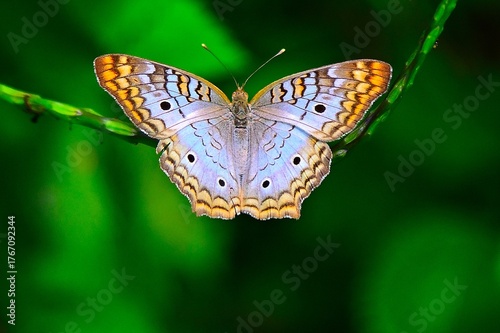 White Peacock Butterfly lands on a branch