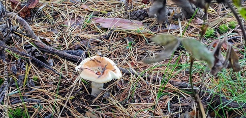 Amanita muscaria mushroom growing in a pine forest.
