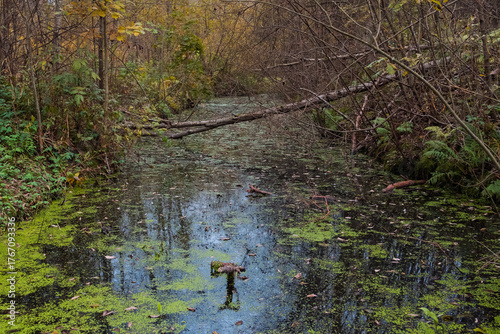 Nature's reclaiming: an abandoned melioration canal in a forest, now a swampy ditch covered with duckweed. Highlighting the slow decay of infrastructure and forest ecology.