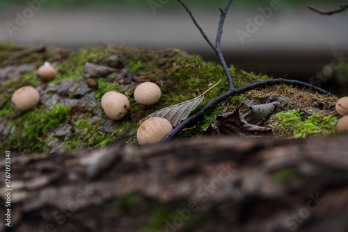 Detailed macro of edible Lycoperdon pyriforme fungi on decaying wood. The composition uses a dark, soft-focus foreground to frame the sharp central group and enhance the atmospheric quality.